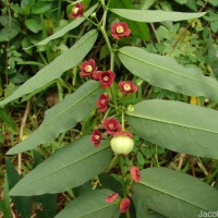 Phyllanthus androgynus (L.) Chakrab. & N.P.Balakr.
